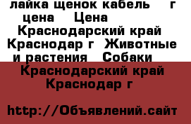 лайка щенок.кабель.1.5г цена  › Цена ­ 11 000 - Краснодарский край, Краснодар г. Животные и растения » Собаки   . Краснодарский край,Краснодар г.